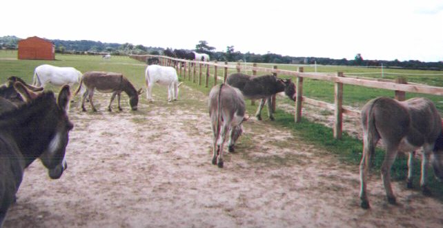 donkeys at redwings
